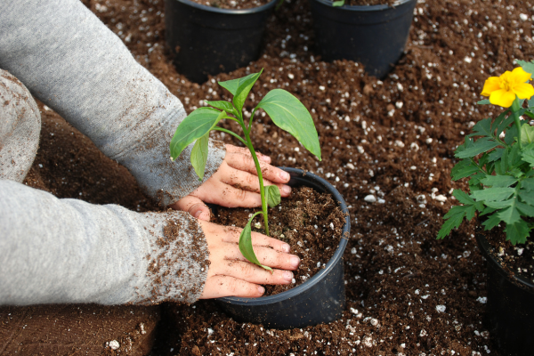 Guia Completo para Cultivar seu Primeiro Espaço Verde