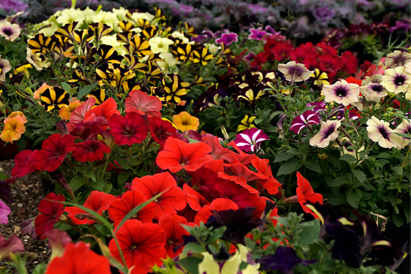 Azaleia como Cuidar: Guia Completo para Cultivar Flores Deslumbrantes